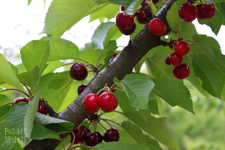 Cherry Festival: di ciliegie e racconti.