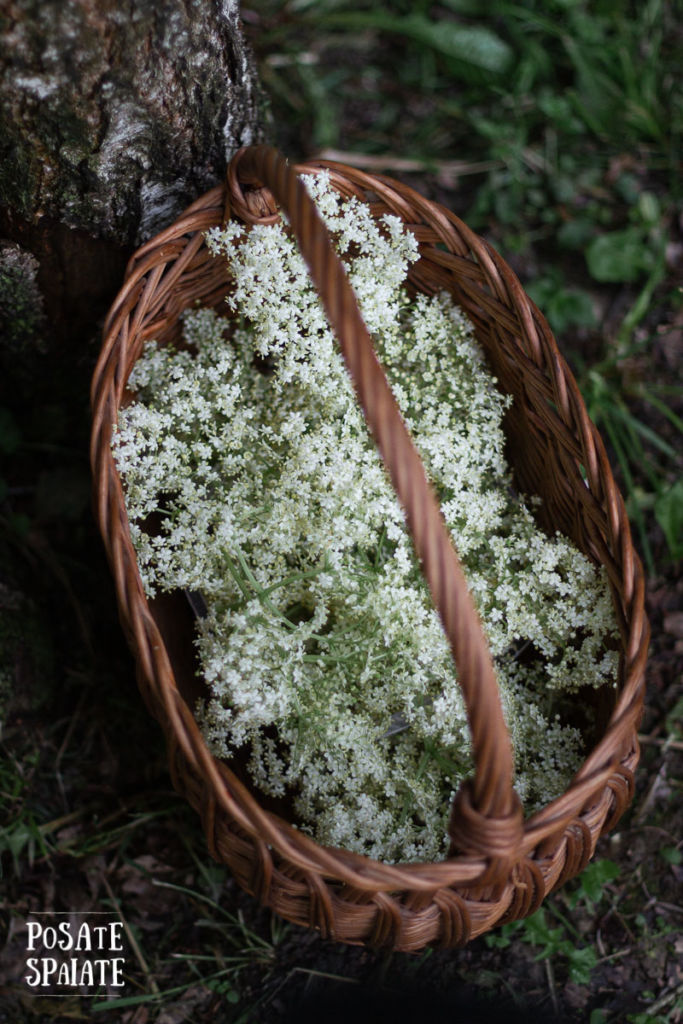 fiori di sambuco